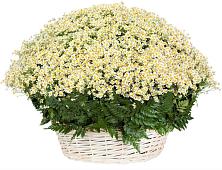 Цветочная композиция из Ромашки в корзине #REPLACE_PRED# Будановке